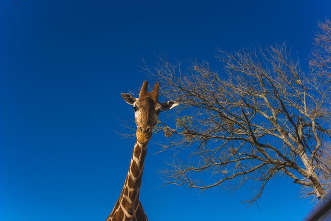 美國德州一對父母帶女兒到野生動物中心，餵食時女兒意外遭長頸鹿叼走，讓父母瞬間嚇壞了。（示意圖：Shutterstock／達志）