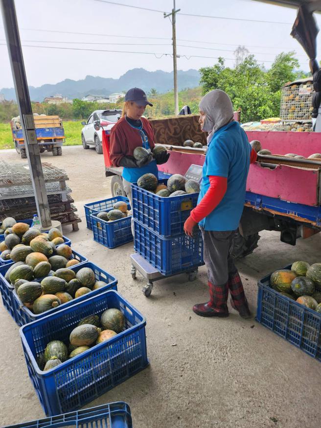 全联推出花莲农产特卖，期盼能协助农民稳定收益。（全联提供）