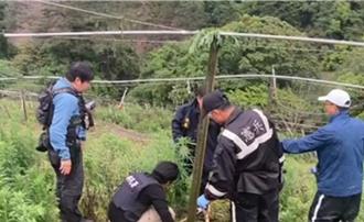 失聯移工梨山菜園種大麻    警查扣50株活體