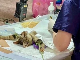 謠傳埔里流浪貓染狂犬病死亡   農業部獸醫所化驗呈陰性