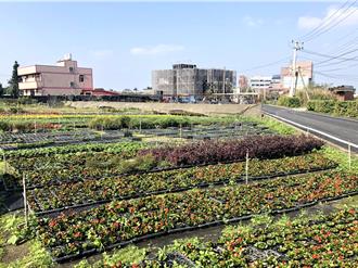 桃園草花王國產值銳減近億 農業局設法推廣