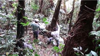 为老母治病涉险盗木 台东男上诉量刑减轻