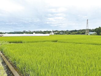 梅雨若不停 桃園農民憂稻作倒伏