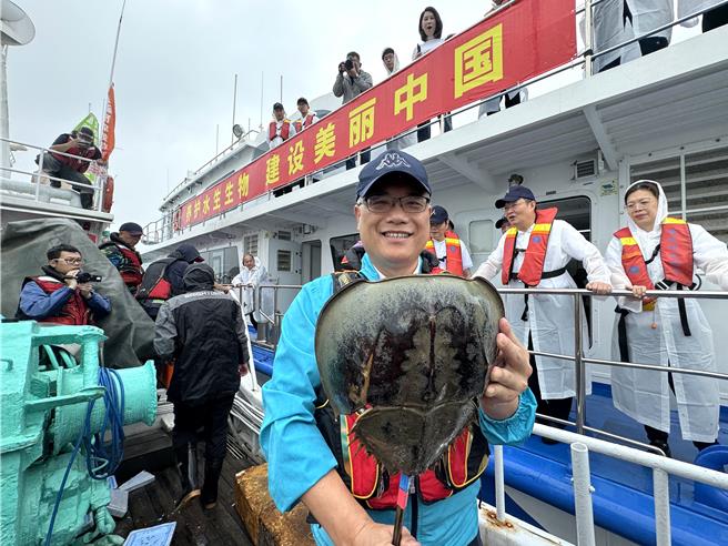 金門縣副縣長李文良將有活化石之稱的「三棘鱟」放流入海，永續海洋資源。(于家麒攝)