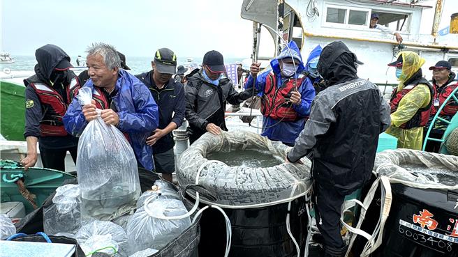 金門縣水試所本次放流孵育培苗57萬尾，包含黑鯛5萬尾、黃鰭鯛3萬尾、七星鮸4萬尾、鳳螺20萬顆、成鱟200隻及岸際放流遠海梭子蟹25萬隻。(于家麒攝)