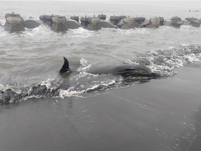 上周有隻「離群鯨豚」游進東港大鵬灣後，有民眾6日發現牠疑似擱淺在佳冬鄉塭豐海堤沙灘，幸呼吸、心跳都穩定，救援團隊將把牠送往成大鯨豚中心檢傷評估。（海保署提供／謝佳潾屏東傳真）