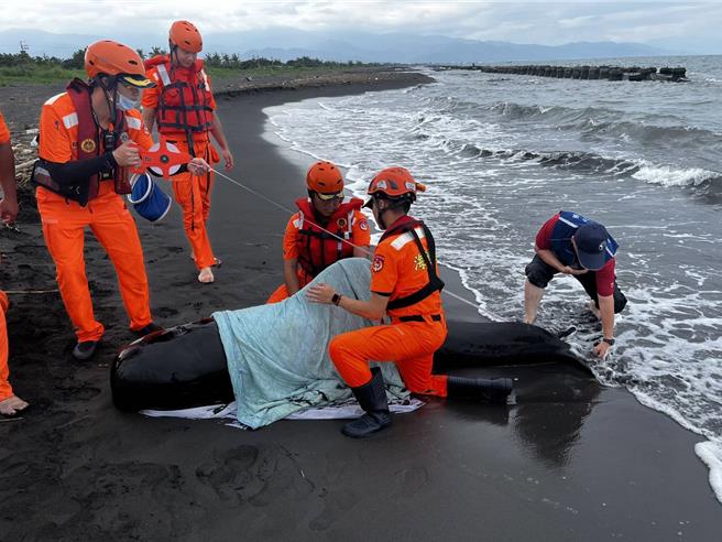 上周有隻「離群鯨豚」游進東港大鵬灣後，有民眾6日發現牠疑似擱淺在佳冬鄉塭豐海堤沙灘，幸呼吸、心跳都穩定，救援團隊將把牠送往成大鯨豚中心檢傷評估。（海保署提供／謝佳潾屏東傳真）