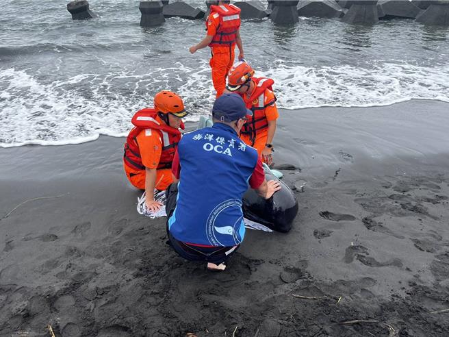上周有隻「離群鯨豚」游進東港大鵬灣後，有民眾6日發現牠疑似擱淺在佳冬鄉塭豐海堤沙灘，幸呼吸、心跳都穩定，救援團隊將把牠送往成大鯨豚中心檢傷評估。（海保署提供／謝佳潾屏東傳真）