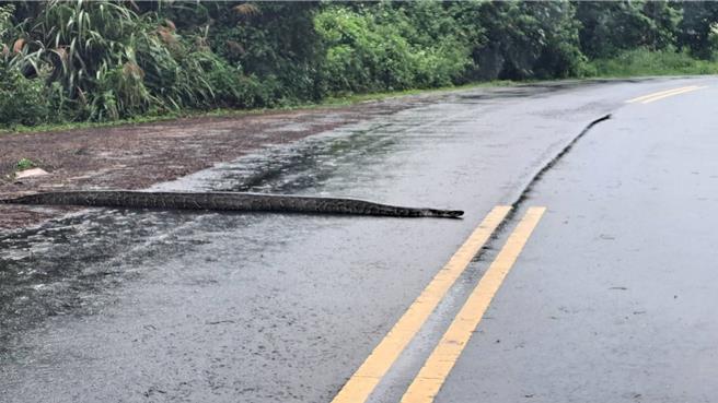 金门县烈屿乡庵顶周遭野地近日有一条缅甸蟒经常出没，今日中午再度现身横躺于大马路上「雨中漫步」。(图／民眾提供)