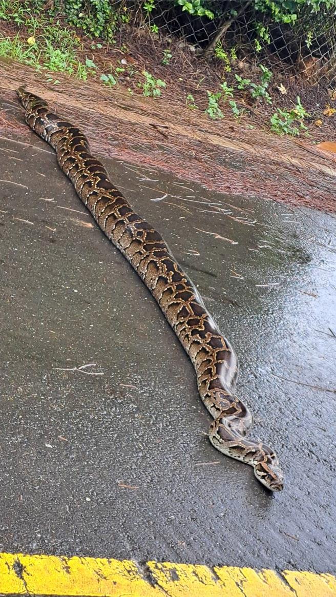 附近居民表示最近已经看过牠3次了，又肥又长，目测体长应该超过3公尺，有点吓人。(图／民眾提供)