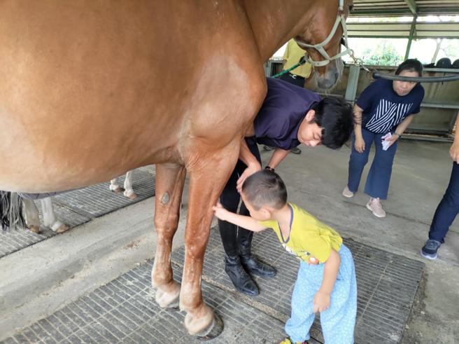 慢飛天使宸宸，摸馬匹的腿部肌肉和骨頭的構造。（圖／伊甸基金會）