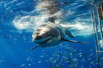 大白鯊遭「外科醫」獵殺 曝屍沙灘 肚子裡還有一隻海豚