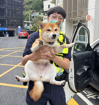 貪玩柴犬迷路「搭上警車」！男警一秒擁牠入懷：融化了