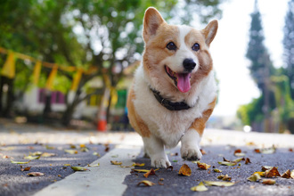 網紅柯基「酒酒」睡夢中離世 飼主不捨：謝謝15年的美好