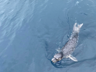 「野生小海豹」基隆出没 14秒短片曝！千人暴动