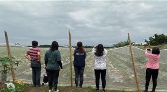 桃園「3瓜」農損超過55公頃 受害率平均達32％