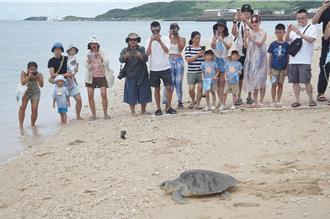 海龜保育員養成計畫！小朋友墾丁後壁湖親手放生欖蠵龜