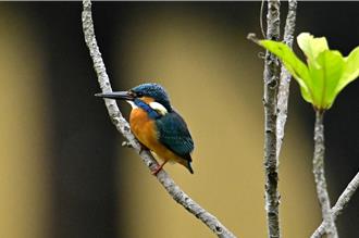 大湳森林公园加持人工土堤 「翠鸟」来筑巢