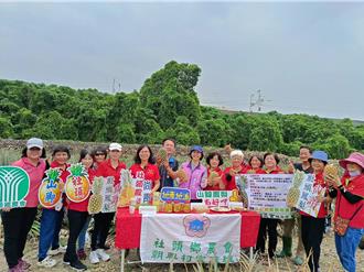 社頭山腳鳳梨進入盛產期 口感與外形2大特色好新奇