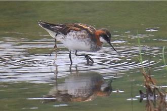 金城湖紅領瓣足鷸尾羽遭纏 鳥友憂成野狗狩獵目標