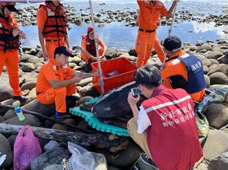 世界海龜日與海洋日 新北推廣鯨豚與海龜保護