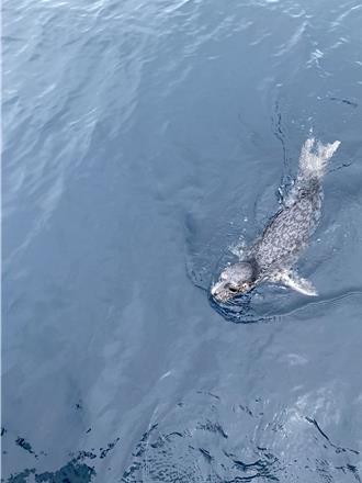 影》惊见稀客！ 老船长遇见小海豹：60年第一次见