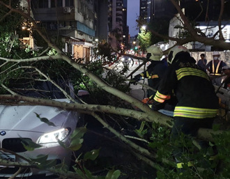 北市大安國中樹木突斷裂 砸中汽機車3人受困無大礙