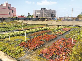 草花產值減 桃市農業局全力推廣