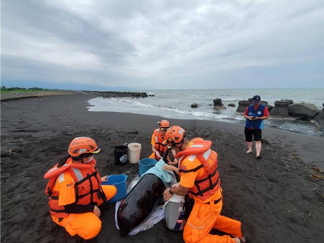 昨天擱淺在佳冬鄉塭豐海堤沙灘的領航鯨，經一天搶救，仍然無法挽回一命。（海保署提供／羅琦文屏東傳真）
