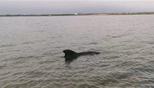 經比對特徵，在佳冬鄉塭豐海堤沙灘的領航鯨很可能就是在大鵬灣迷航一周的鯨豚。（海保署提供／羅琦文屏東傳真）