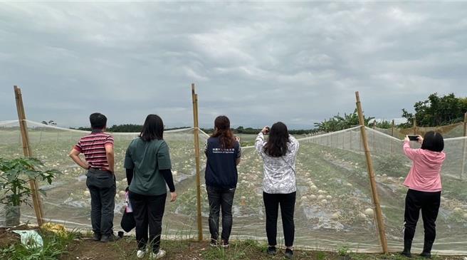 桃园沿海地区今年5月下旬豪雨影响，瓜田陆续传出西瓜授粉不良、着果率不佳及洋香瓜、香瓜叶面破损、果实腐烂。桃园市农业局查访发现3项瓜果农损面积超过55公顷，受害率平均达32％，已报请农业部公告为现金救助地区。（桃园市农业局提供）