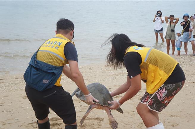 保育人員將海龜合力抬到沙灘上。（羅琦文攝）