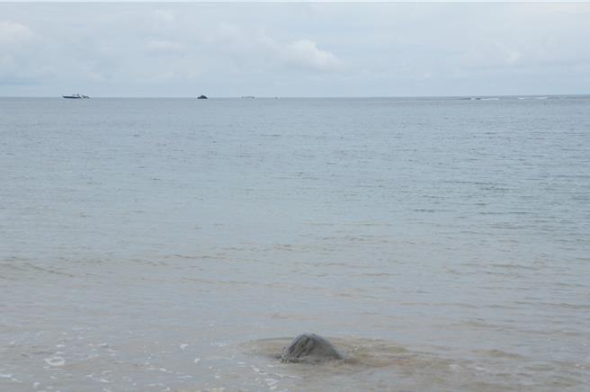 海龜很快游向大海。（羅琦文攝）