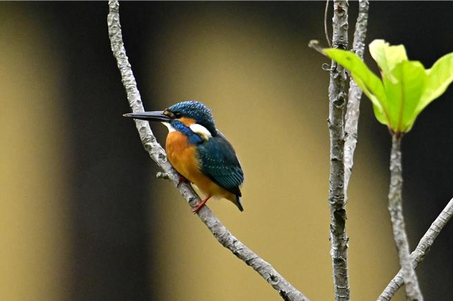 野鳥學會日前在大湳森林公園發現翠鳥在人工土堤上築巢，也是今年翠鳥在大湳森林公園築的第二個巢。（野鳥學會提供）
