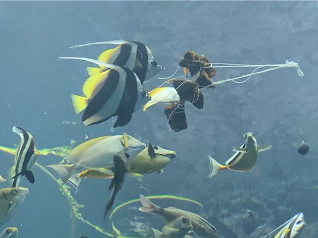 屏東海生館為珊瑚礁魚類準備了特製的海藻粽。（海生館提供／羅琦文屏東傳真）
