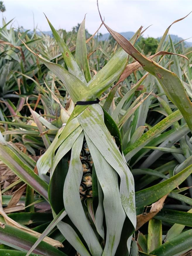 農民為了替山腳鳳梨防曬，在鳳梨長到一定大小時，會將鳳梨頭部的葉子往上綁起來，為了方便綁起來，因此會將鳳梨尾巴的葉子摘除，所以消費者買到的山腳鳳梨，每1顆都沒有葉子。（葉靜美攝）