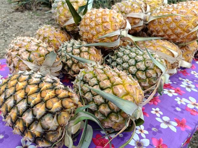 農民為了替山腳鳳梨防曬，在鳳梨長到一定大小時，會將鳳梨頭部的葉子往上綁起來，為了方便綁起來，因此會將鳳梨尾巴的葉子摘除，所以消費者買到的山腳鳳梨，每1顆都沒有葉子。（葉靜美攝）