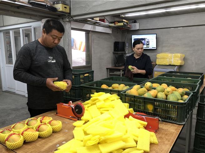台東夏雪芒果今年產量大減。（讀者提供／蔡旻妤台東傳真）