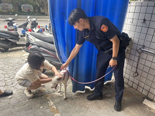 新北市汐止區一名熱心民眾在路邊發現一隻米克斯犬疑似走失。（圖／警方提供）