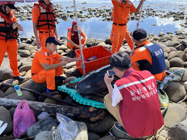 金山中角衝浪基地岸際活體鯨豚擱淺。（新北市動保處提供）