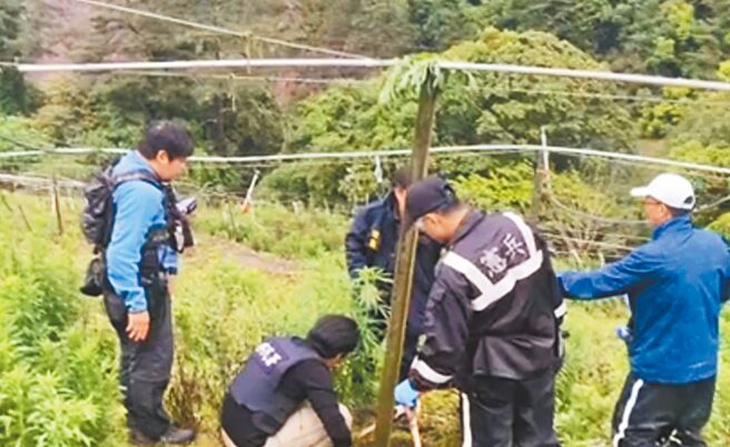 台中市和平警分局6日指出，警方於5月2日上午5時許，在台中市和平區梨山段附近一處菜園，當場查獲3名失聯泰籍移工種植大麻。（和平警分局提供／張妍溱台中傳真）