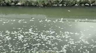 鳳山溪疑偷排飄魚屍  議員酸：屈原吃肉粽不是吃死魚