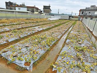 桃園沿海3瓜類歉收 農損逾55公頃