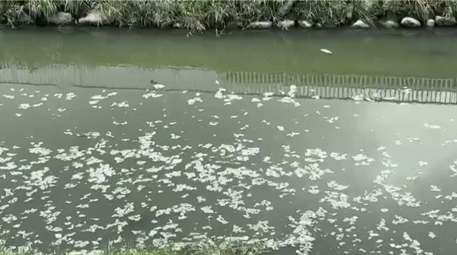 凤山溪8日飘出大量雪花般的污染物，也发现许多已翻白肚的鱼尸浮在水面。（李雅静提供／洪浩轩高雄传真）