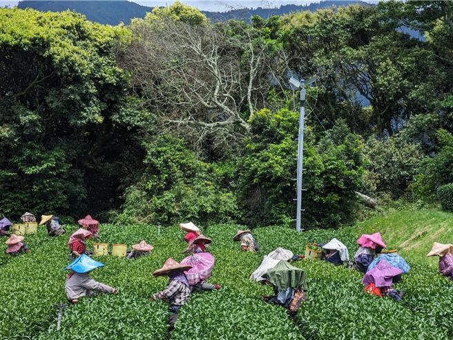 福寿山农场正值採茶及绣球花季，农场8日表示，连假首日高山地区上午晴朗好天气，连假今明两天虽有8成住宿率，但10日当天住宿率剩下3成，没有往年理想。（福寿山农场提供／潘虹恩台中传真）