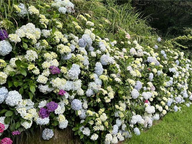 今日为端午连假首日，武陵农场绣球花正盛，农场小编一早在脸书粉专晒出花墙美照，游客大讚农场处处可见顏色缤纷又大朵的绣球花。（武陵农场提供／潘虹恩台中传真）