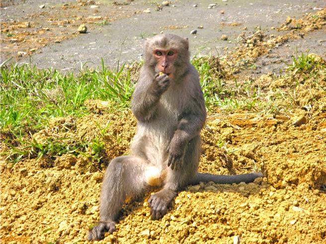 壽山獼猴為了攝取礦物質，更有「吃土」的怪癖。（自管處提供／袁庭堯高雄傳真）