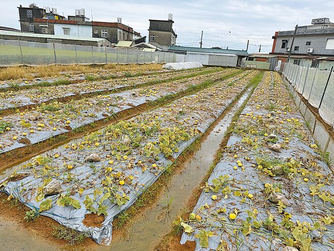 桃園市西瓜、洋香瓜、香瓜農損面積超過55公頃，受害率平均達32％。（桃園市農業局提供／賴佑維桃園傳真）