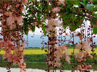 宜蘭穗花棋盤腳盛開 縣府推免費深度導覽