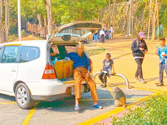 壽山獼猴愛吃土 自管處籲勿餵食
